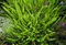 Papraď Asplenium, v črepníku P9 Asplenium trichomanes ‘Petra‘