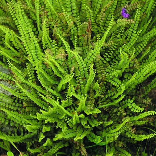 Papraď Asplenium, v črepníku P9 Asplenium trichomanes ‘Petra‘