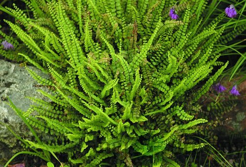 Papraď Asplenium, v črepníku P9 Asplenium trichomanes ‘Petra‘