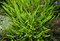 Papraď Asplenium, v črepníku P9 Asplenium trichomanes ‘Petra‘
