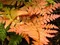 Papraď červená - Dryopteris erythrosora v črepníku 2l Dryopteris erythrosora