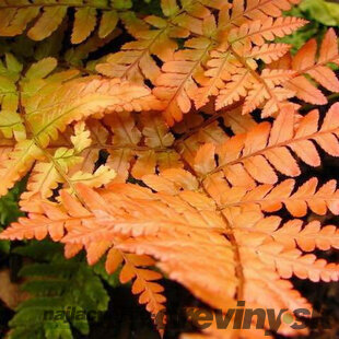 Papraď červená - Dryopteris erythrosora v črepníku 2l Dryopteris erythrosora