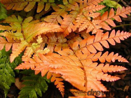 Papraď červená - Dryopteris erythrosora v črepníku 2l Dryopteris erythrosora