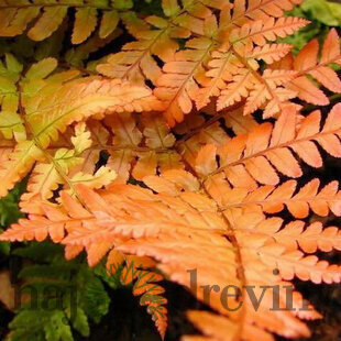 Papraď červená - Dryopteris erythrosora v črepníku 2l Dryopteris erythrosora
