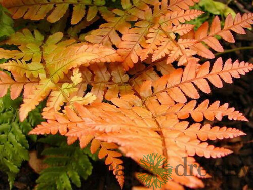 Papraď červená - Dryopteris erythrosora v črepníku 2l Dryopteris erythrosora