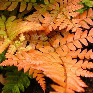 Papraď červená - Dryopteris erythrosora v črepníku 2l Dryopteris erythrosora