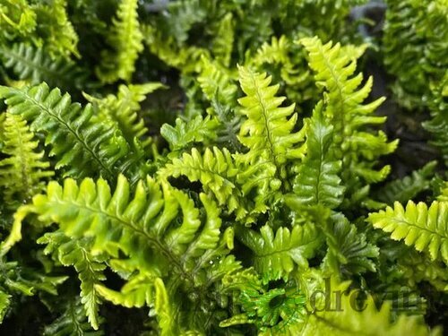 Papraď hrdzaváv črepníku 2lDryopteris affinis ‘Crispa‘ Dryopteris affinis ‘Crispa‘