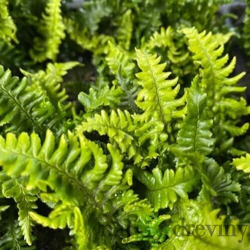 Papraď hrdzaváv črepníku 2lDryopteris affinis ‘Crispa‘ Dryopteris affinis ‘Crispa‘
