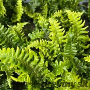 Papraď hrdzaváv črepníku 2lDryopteris affinis ‘Crispa‘ Dryopteris affinis ‘Crispa‘