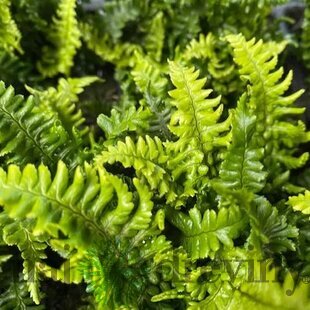 Papraď hrdzaváv črepníku 2lDryopteris affinis ‘Crispa‘ Dryopteris affinis ‘Crispa‘