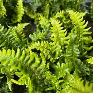 Papraď hrdzaváv črepníku 2lDryopteris affinis ‘Crispa‘ Dryopteris affinis ‘Crispa‘