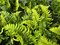 Papraď hrdzaváv črepníku 2lDryopteris affinis ‘Crispa‘ Dryopteris affinis ‘Crispa‘