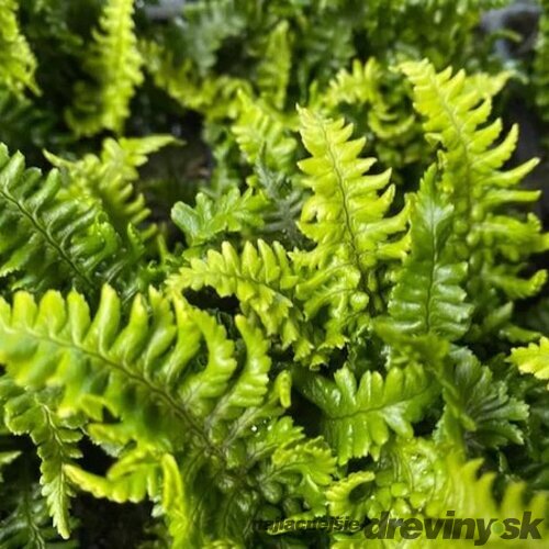 Papraď hrdzaváv črepníku 2lDryopteris affinis ‘Crispa‘ Dryopteris affinis ‘Crispa‘
