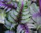 Papraď japonská Pewter Lace (exotické papradie) v črepníku 3l Athyrium niponicum ‘Pewter Lace‘