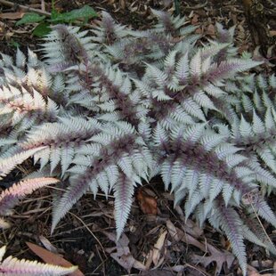Papraď japonská Red Beauty (exotické papradie) 20/30 cm, v črepníku Athyrium niponicum Red Beauty