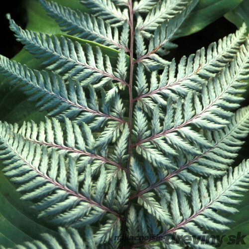 Papraď japonská Silver falls (exotické papradie) v črepníku 3l Athyrium niponicum Silver falls