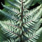 Papraď japonská Silver falls (exotické papradie) v črepníku 3l Athyrium niponicum Silver falls