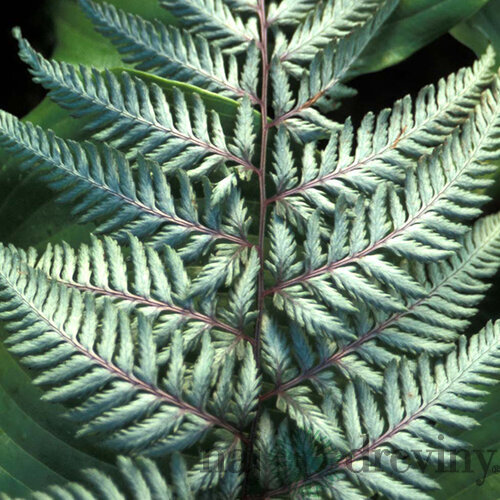 Papraď japonská Silver falls (exotické papradie) v črepníku 3l Athyrium niponicum Silver falls