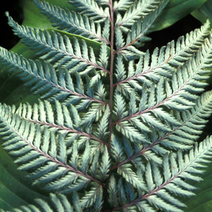 Papraď japonská Silver falls (exotické papradie) v črepníku 3l Athyrium niponicum Silver falls