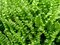 Papraď- Jelení jazyk ( asplenium cristatum ) v črepníku 3l Asplenium scolopendrium ‘Cristatum‘