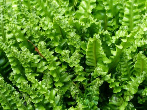 Papraď- Jelení jazyk ( asplenium cristatum ) v črepníku 3l Asplenium scolopendrium ‘Cristatum‘
