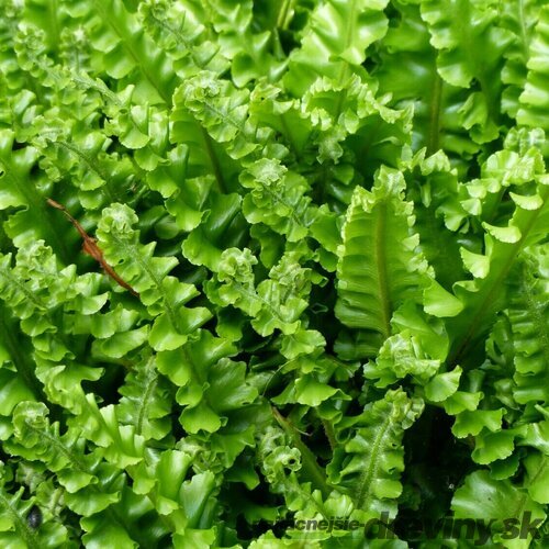 Papraď- Jelení jazyk ( asplenium cristatum ) v črepníku 3l Asplenium scolopendrium ‘Cristatum‘