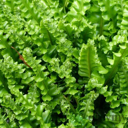 Papraď- Jelení jazyk ( asplenium cristatum ) v črepníku 3l Asplenium scolopendrium ‘Cristatum‘