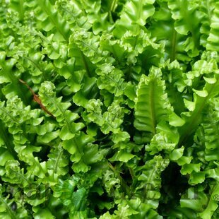 Papraď- Jelení jazyk ( asplenium cristatum ) v črepníku 3l Asplenium scolopendrium ‘Cristatum‘