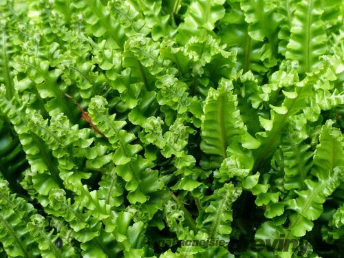 Papraď- Jelení jazyk ( asplenium cristatum ) v črepníku 3l Asplenium scolopendrium ‘Cristatum‘
