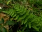 Papraď skalná - Woodsia obtusa v črepníku 2l Woodsia obtusa