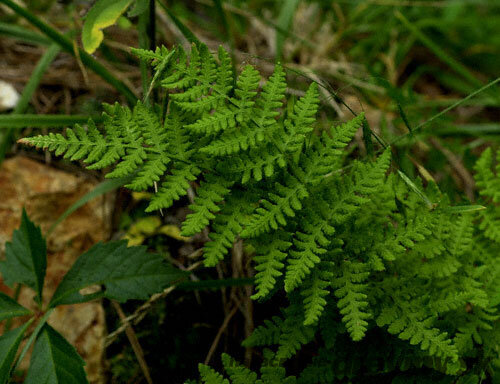 Papraď skalná - Woodsia obtusa v črepníku 2l Woodsia obtusa