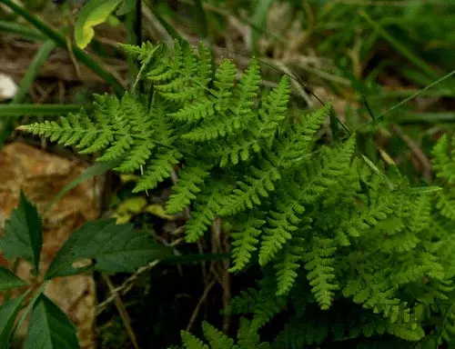 Papraď skalná - Woodsia obtusa v črepníku 2l Woodsia obtusa