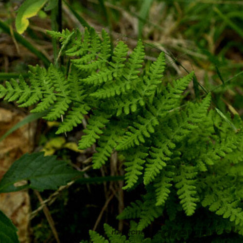 Papraď skalná - Woodsia obtusa v črepníku 2l Woodsia obtusa