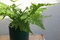Papraď, v črepníku 4l Dryopteris erythrosora