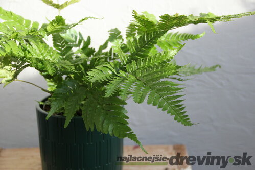 Papraď, v črepníku 4l Dryopteris erythrosora
