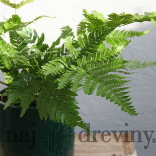 Papraď, v črepníku 4l Dryopteris erythrosora