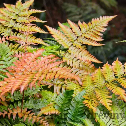 Papraď, v črepníku Dryopteris erythrosora