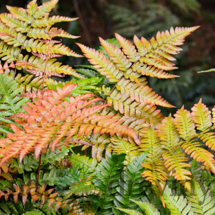 Papraď, v črepníku Dryopteris erythrosora