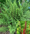 Papraďka ‘Lady in Red‘, v črepníku Athyrium f.-f. ‘Lady in Red‘