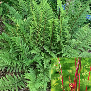 Papraďka ‘Lady in Red‘, v črepníku Athyrium f.-f. ‘Lady in Red‘