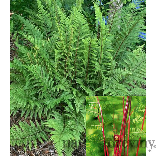 Papraďka ‘Lady in Red‘, v črepníku Athyrium f.-f. ‘Lady in Red‘