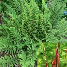 Papraďka ‘Lady in Red‘, v črepníku Athyrium f.-f. ‘Lady in Red‘