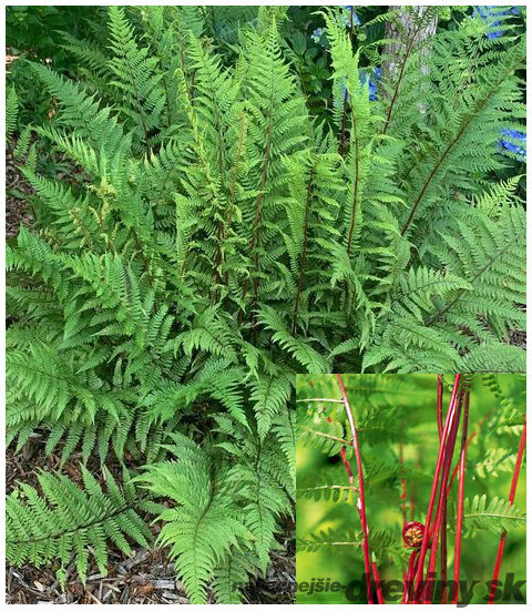 Papraďka ‘Lady in Red‘, v črepníku Athyrium f.-f. ‘Lady in Red‘