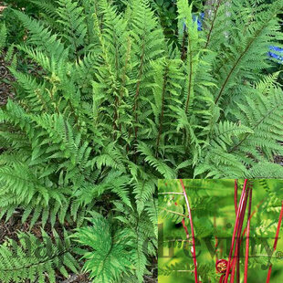 Papraďka ‘Lady in Red‘, v črepníku Athyrium f.-f. ‘Lady in Red‘