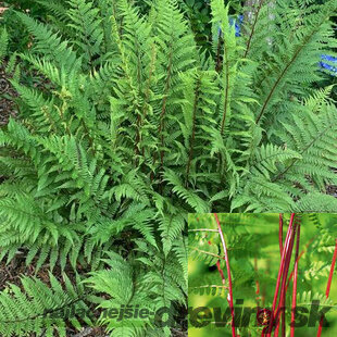 Papraďka ‘Lady in Red‘, v črepníku Athyrium f.-f. ‘Lady in Red‘
