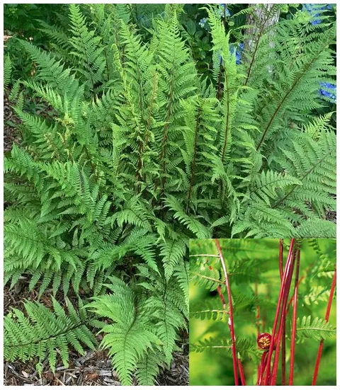 Papraďka ‘Lady in Red‘, v črepníku Athyrium f.-f. ‘Lady in Red‘