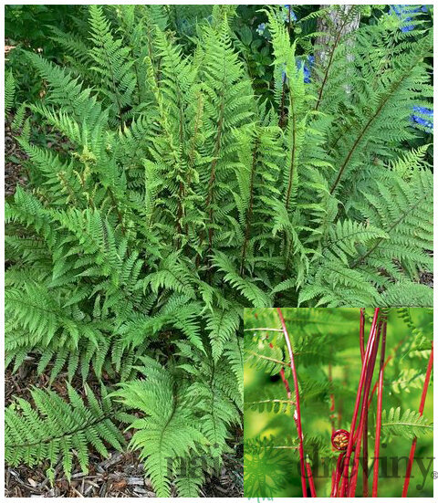 Papraďka ‘Lady in Red‘, v črepníku Athyrium f.-f. ‘Lady in Red‘
