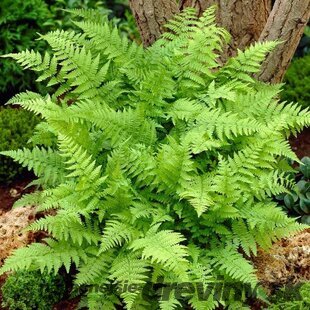 Papraďka samičia Crispa, v črepníku 2l Athyrium filix-femina