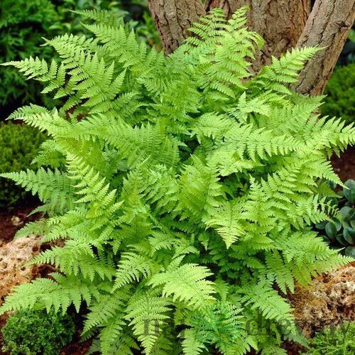 Papraďka samičia Crispa, v črepníku 2l Athyrium filix-femina