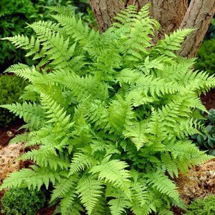 Papraďka samičia Crispa, v črepníku 2l Athyrium filix-femina